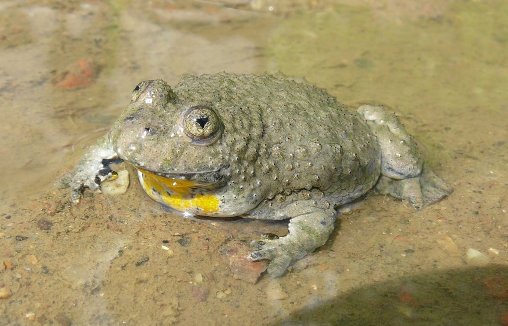 kunka zlutobricha